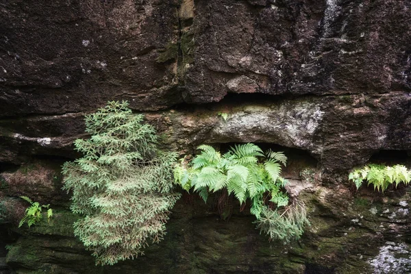 September Gigantiska Bergen Ormbunkar Och Gran Växer Bergväggen Kraften Naturen — Stockfoto