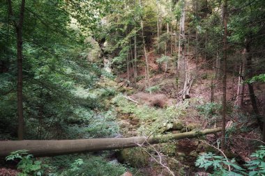 Eylül 'de Dev Dağlar' da, bir dağ deresinin kıyısında düşen bir kayın gövdesi, dağ yamacında orman ve kayalar, sonbahar manzarası.