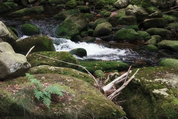 Septembre Karkonosze Fougère Sur Rocher Bord Ruisseau Montagne Eau Mousseuse — Photo