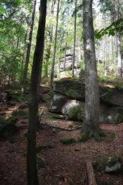 Eylül 'de Dev Dağlar' da, yosunlu kayalar bir dağ ormanında, sonbahar manzarasında
