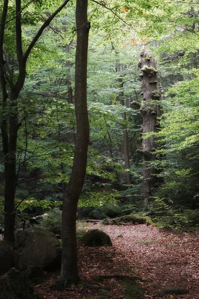 Září Karkonoších Mechový Kmen Starého Dubu Horském Lese Podzimní Krajina — Stock fotografie
