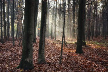 Kasım sabahı ormanda, ağaçların arasında güneş ışınları, ormanda sis, orman zemininde düşen yapraklar.