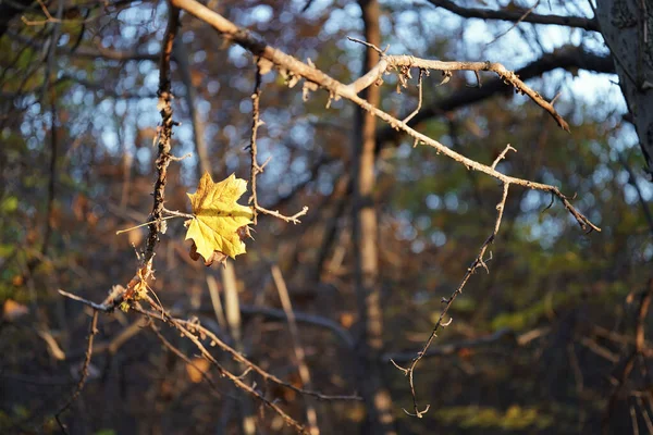 Kasım ayında ormanda, yere düşen akçaağaç yaprağı dalda durdu, sonbahar sabahı ağaçların arasında.