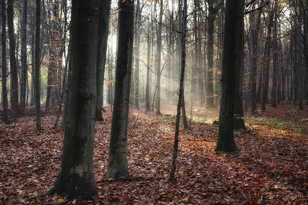 Novembro Manhã Floresta Raios Sol Outono Entre Árvores Neblina Floresta — Fotografia de Stock