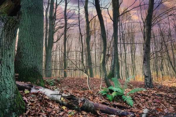 Listopadový Den Lese Kapradina Lesní Půdě Mezi Spadanými Listy Podzimní — Stock fotografie