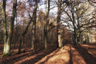 Kasım sabahı ormanda, genç bir ormanın sınırında bir sıra yaşlı ağaç, sonbahar manzarası, güneşli bir gün.