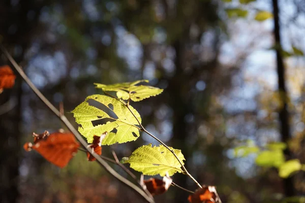 November Het Bos Kleurrijke Bladeren Beschadigd Door Insecten Einde Herfst — Stockfoto