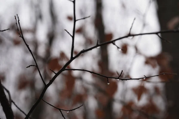 Koniec Listopada Lesie Krople Wody Gałęzie Drzew Gałęzie Kroplach Wody — Zdjęcie stockowe