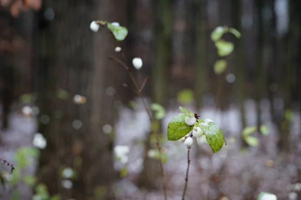 Final Novembro Floresta Folhas Molhadas Frutos Baga Branca Início Inverno — Fotografia de Stock