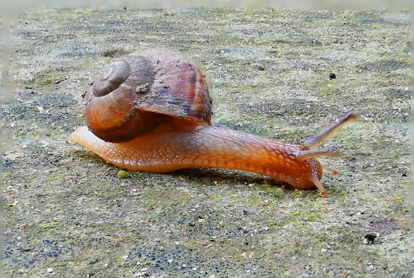 蜗牛在花园里散步 — 图库照片