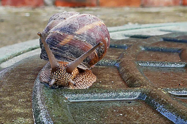 庭を歩くカタツムリ — ストック写真