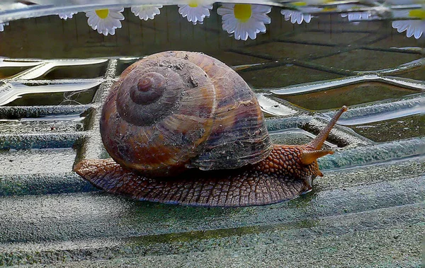 Caracol Paseo Jardín — Foto de Stock