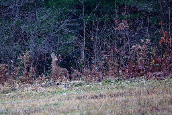 Odocoileus Virginianus 위스콘신 도로에서 나뭇가지에 냄새를 남긴다 수평으로 — 스톡 사진