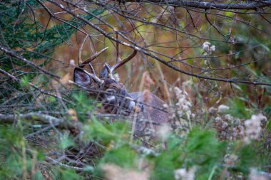 Büyük beyaz kuyruklu geyik geyiği (Odocoileus virginianus) Kasım ayında Wisconsin çalılığında yatay olarak saklanır.