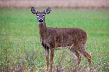 Yetişkin, beyaz kuyruklu geyik, geyik (Odocoileus virginianus) Wisconsin 'de bir çiftlikte, yatay