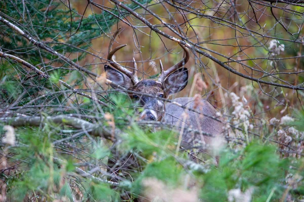 Большой Белохвостый Олень Odocoileus Virginianus Прячется Кустах Висконсина Ноябре Горизонтально — стоковое фото