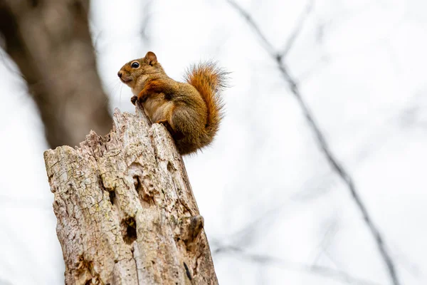 Rotes Eichhörnchen Tamiascurus Hudsonicus Sitzt Auf Einem Abgestorbenen Baum Waagerecht — Stockfoto