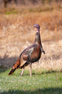 Sonbaharda Wisconsin 'de bir erkek yabani hindi (Meleagris dörtnala), dikey
