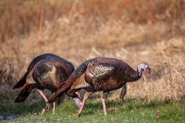 Erkek yabani hindi (Meleagris dörtnala) bir Wisconsin sahasında sonbaharda, yatay olarak