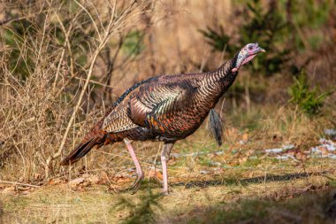 Erkek yabani hindi (Meleagris dörtnala) bir Wisconsin sahasında sonbaharda, yatay olarak