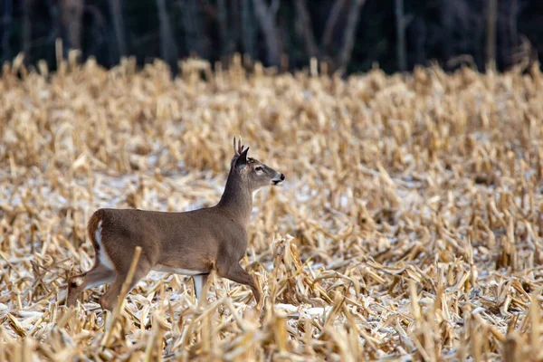 Young White Tailed Deer Buck Odocoileus Virginianus November Wisconsin Cornfield — Φωτογραφία Αρχείου