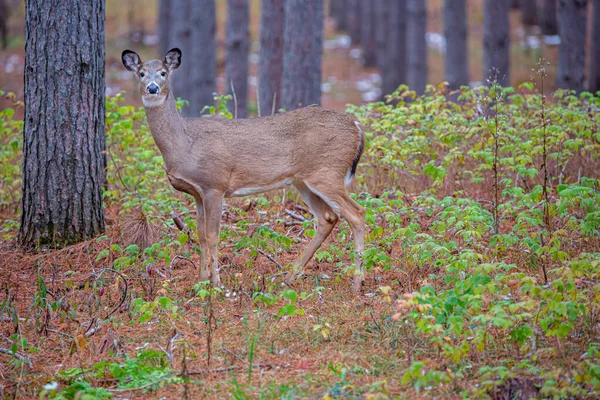 Adult White Tailed Deer Doe Odocoileus Virginianus Wisconsin Forest Tall — Foto Stock