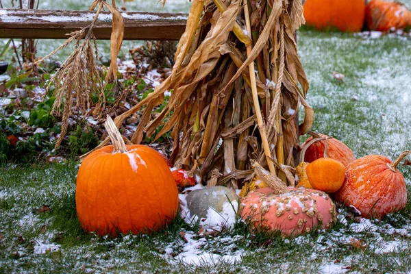 Pumpkins Cornstalks Snow Wisconsin October Horizontal — Fotografia de Stock