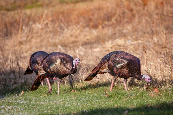 Male Wild Turkeys Meleagris Gallopavo Wisconsin Field Autumn Horizontal — Fotografia de Stock