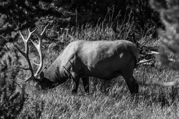 Bull Elk Cervus Elaphus Feeding Tall Grass Horizontal — Stock Photo, Image
