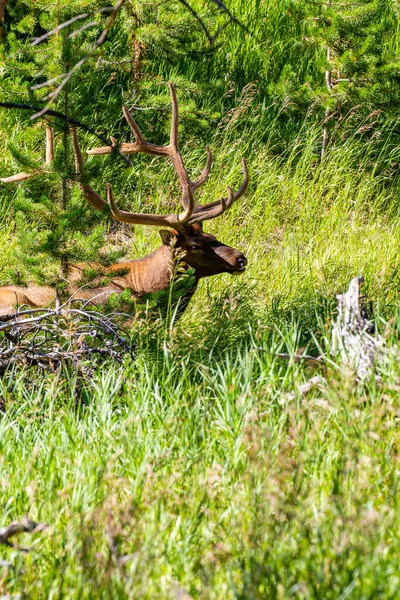Close Bull Elk Cervus Elaphus Resting Wyoming Late August Vertical — Stock Photo, Image