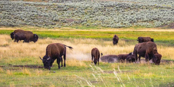 Wild Buffalo Bison Bison Wyoming Wollowing Eating Late Summer Panorama — Stock Photo, Image