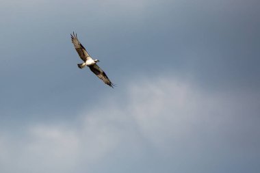 Osprey (Pandion haliaetus) mavi gökyüzünde yükselen, yatay