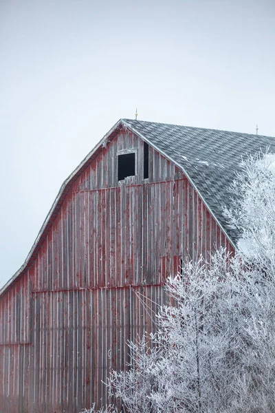 Starý Wisconsin Ošlehaný Stodola Vedle Stromů Pokryté Mrazem Vertikální — Stock fotografie