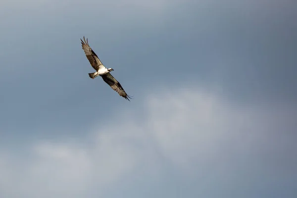 Osprey Pandion Haliaetus Pararing Blue Sky Horizontal — стоковое фото