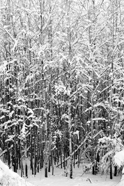 Közelkép Egy Hófödte Erdő Központi Wisconsin Után Téli Hóvihar Függőleges — Stock Fotó