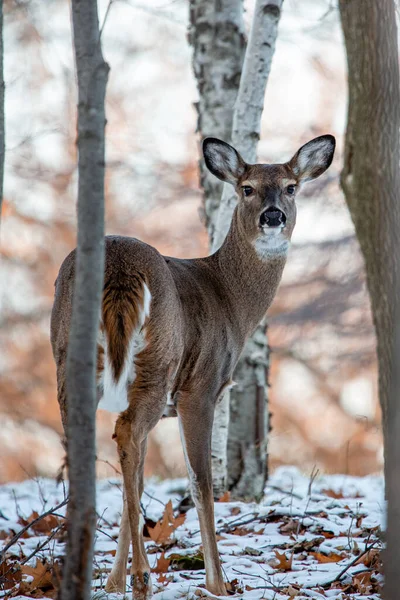 Cervo Femmina Dalla Coda Bianca Odocoileus Virginianus Bosco Del Wisconsin — Foto Stock