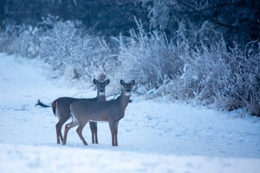 Beyaz kuyruklu geyik (Odocoileus virginianus) kışın Wisconsin ormanının kenarındaki bir tarlada yatay olarak bulunur.