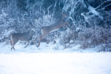 Beyaz kuyruklu geyik (Odocoileus virginianus) kışın Wisconsin ormanının kenarındaki bir tarlada yatay olarak koşar.