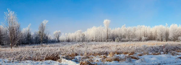 Frost Bedeckt Wisconsin Wald Mit Blauem Himmel Januar Panoramische — Stockfoto