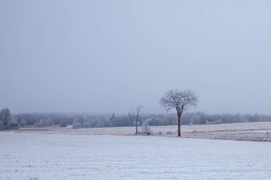 Ocak 'ta sabah sisli bir havada buzla kaplı karaağaç yatay