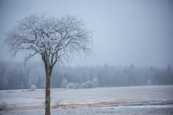 Frosthaltige Ulme Einem Nebelverhangenen Januarmorgen Horizontal — Stockfoto