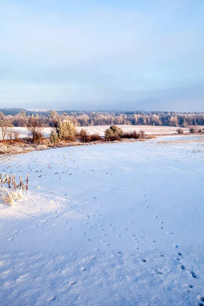 Nieve Heladas Cubrieron Campo Agrícola Wisconsin Bosque Con Cielo Azul — Foto de Stock