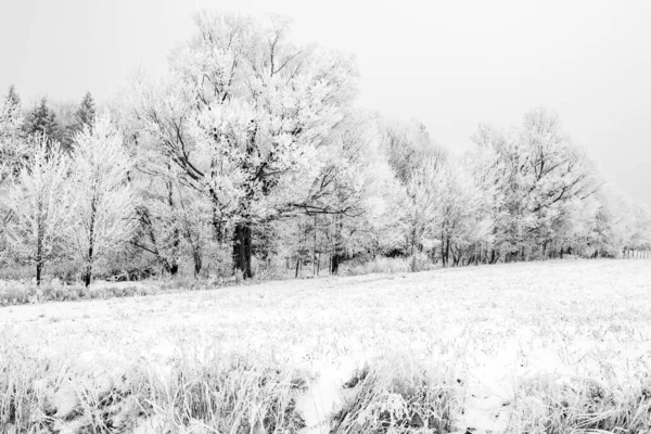 Sort Hvidt Billede Frostdækket Wisconsin Skov Januar Vandret - Stock-foto