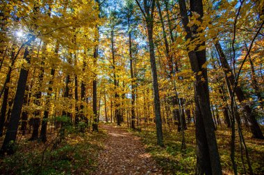 Renkli, Wisconsin, Ekimde sonbahar ağaçları, yatay