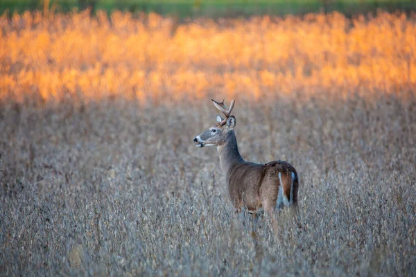 Белохвостый Олень Odocoileus Virginianus Открытым Ртом Стоящим Соевом Поле Висконсина — стоковое фото