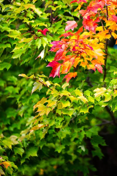 枫树秋天开始变色 垂直生长 — 图库照片