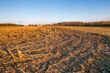 Wisconsin 'in merkezinde, arka planda çiftliği olan mısır tarlası hasat edildi.