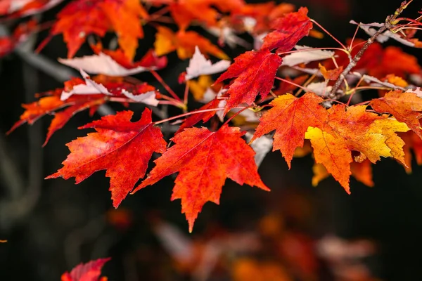 Maple Tree Branch Middle Turning Colors Early October Horizontal — Stock Photo, Image