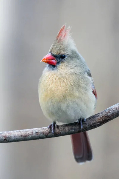 Detailní Záběr Kardinála Samičího Cardinalis Cardinalis Usazeného Větvi Vertikální — Stock fotografie