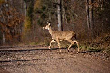 Beyaz kuyruklu geyik (odocoileus virginianus) Wisconsin 'de çakıllı yolda yatay olarak yürüyor.